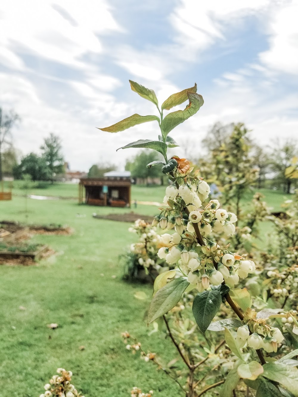 Indiana Community Garden